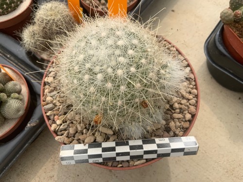 040 mammillaria senilis - mammillaria,