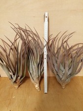 Tillandsia capitata xxl - tillandsia, capitata,