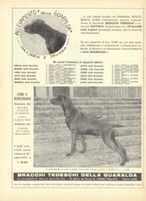 Bracchi tedeschi della Guaralda. Varese Fogliaro.  Advertising  1962