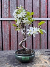 Bonsai melo n4 - melo,