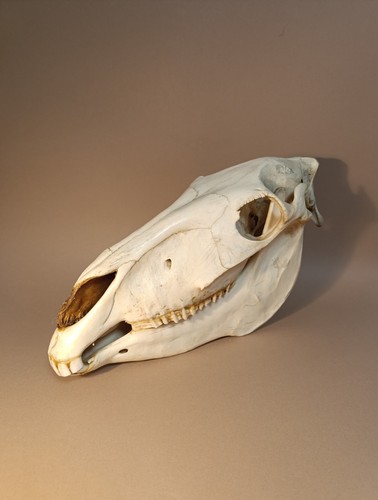 Taxidermy cabinet de - taxidermy,,