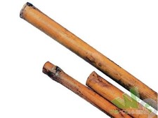 25 PEZZI CANNE BAMBù BAMBOO
