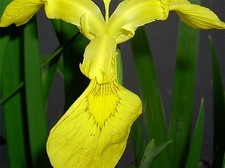 30 SEMI IRIS BANDIERA GIALLA -