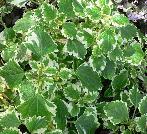 Pianta plectranthus o - pianta,