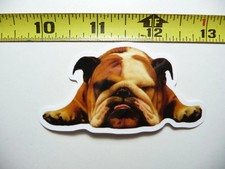 BULLDOG INGLESE ADDORMENTATO