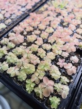 Pinguicula Sethos Live Plant -