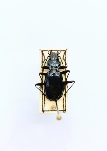 Entomology taxidermy - taxidermy,