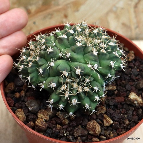 Gymnocalycium mihanovichii