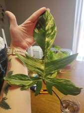 Philodendron Florida Beauty -