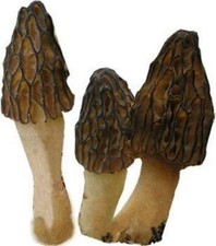 Sacchetto segatura spore funghi Morel NERO giardino kit coltivazione rende 5gal spedizione gratuita