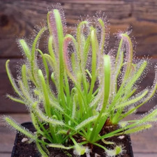 PIANTA CARNIVORA - DROSERA CAPENSIS ALBA , 10 SEMI