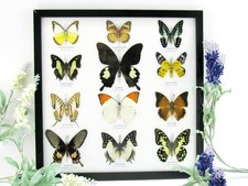 12 farfalle vere, imbottite