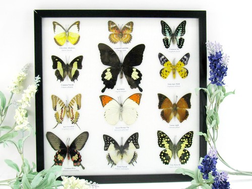 Farfalle vere imbottite - 12,