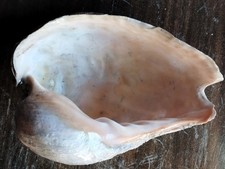 Grande conchiglia MELO AMPHORA