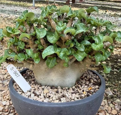 Vaso adenium obesum - adenium,