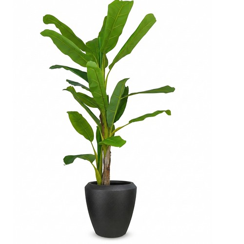 Pianta banano artificiale - pianta,