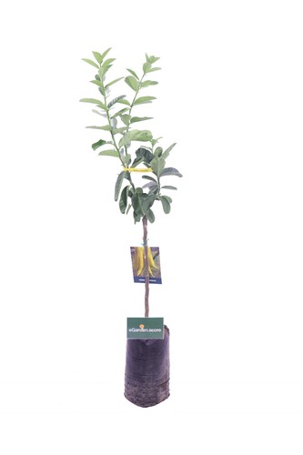 Pianta limone mano - limone, di