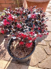 LOROPETALO CINESE BLACK (in vaso da 9L) - RESISTENTE