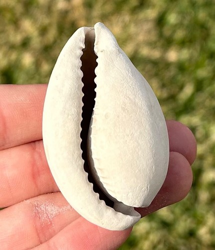 Florida fossil gastropod - florida,