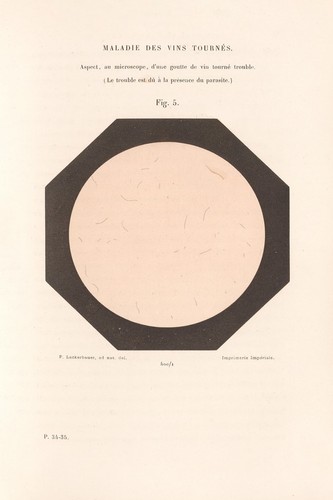 19th century wine analysis - wine,