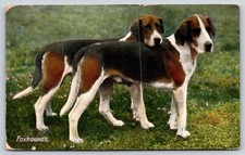 Animal~Foxhounds In Meadow~PM