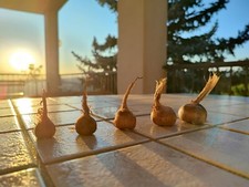 bulbi di zafferano, calibri