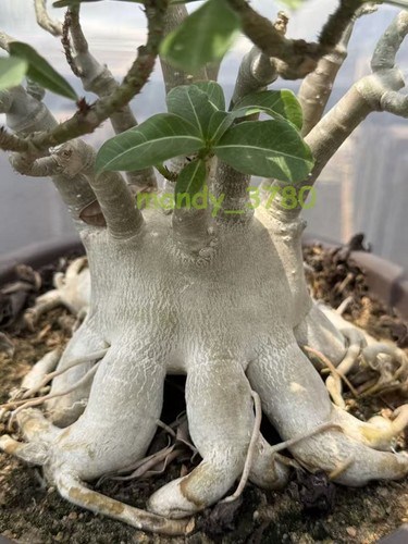 Rara pianta succulenta polpo