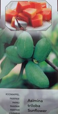 ASIMINA TRILOBA SUNFLOWER    PAW PAW