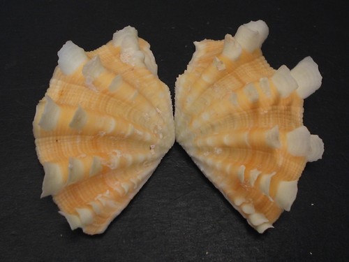 Collector fave tridacna - collector, fave...tridacna