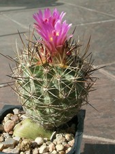 Sclerocactus wetlandicus SB 1324 - 10 semi - MOLTO RARO
