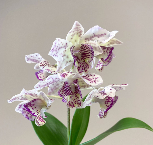 Dendrobium royal chip pianta - chip,