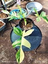 Philodendron Florida Beauty