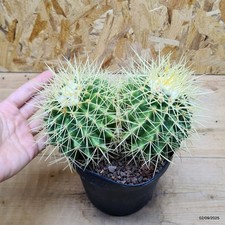 Echinocactus grusonii