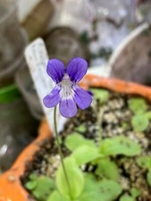 Pinguicula x scullyi ssp