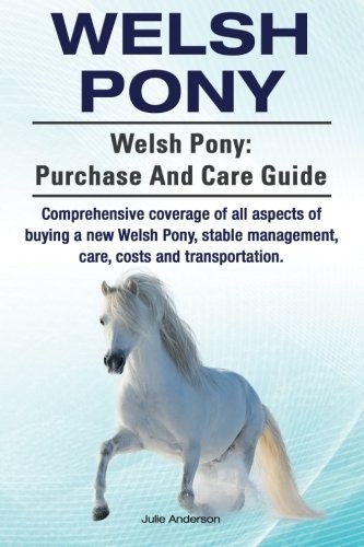 Welsh pony - pony.,