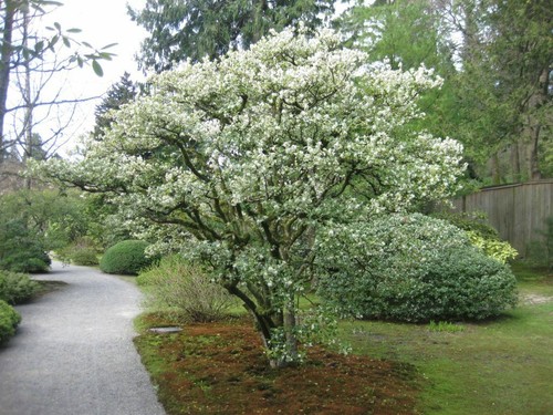 Osmanto osmanthus x - osmanto,