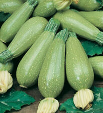 15 SEMI DI ZUCCHINA BOLOGNESE + OMAGGIO