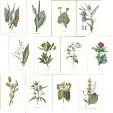 Stampe antiche LOTTO 12 FIORI DI CAMPO Grande Offerta! Hulme 1878 Antique prints