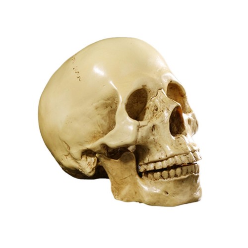 Teschio umano artificiale