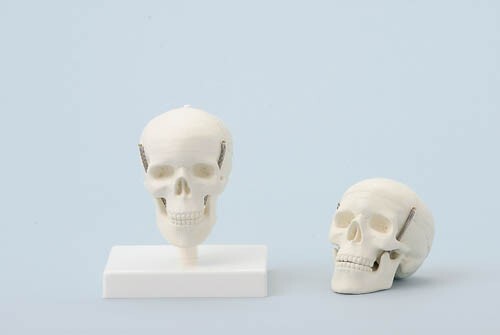 Miniatura cranio modello - cranio,,