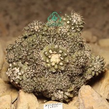 10.6cm Rare Cacti Plant