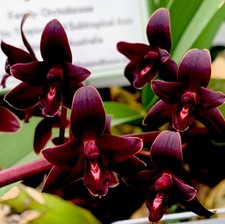 Cymbidium Black Pearl Select pianta potente orchidea orchidee epidendro