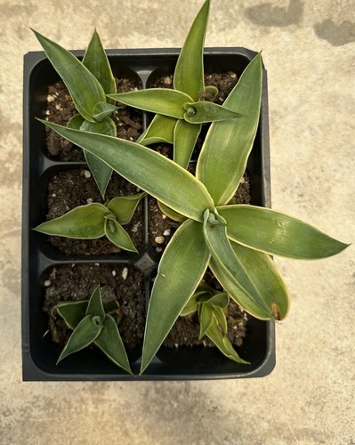 Lot pups smooth agave - lot,