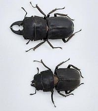 Lucanidi gnaphaloryx opacus - lucanidi,,