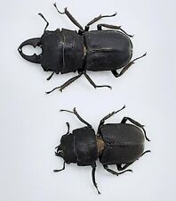 Lucanidi, Gnaphaloryx opacus, coppia, Kangean, A1, 31+/25 mm, #LM247