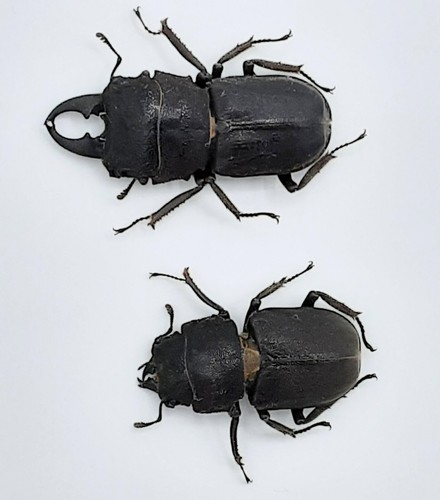 Lucanidae gnaphaloryx opacus - lucanidae,,
