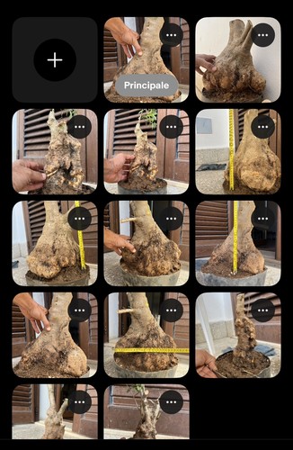 Bonsai olivastro maturi - , e