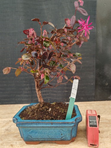 Bonsai loropetalo 30 cm - h,
