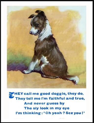 Border collie naughty - border, cucciolo