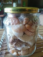 Lotto conchiglie e coralli unici  in vaso di vetro - collezione acquario